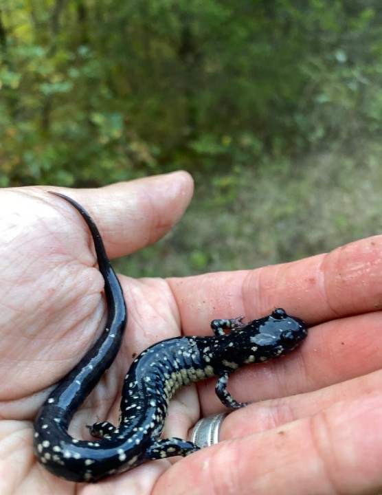 Slimy Salamander
